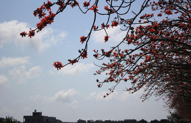 將軍木棉道巡禮-11