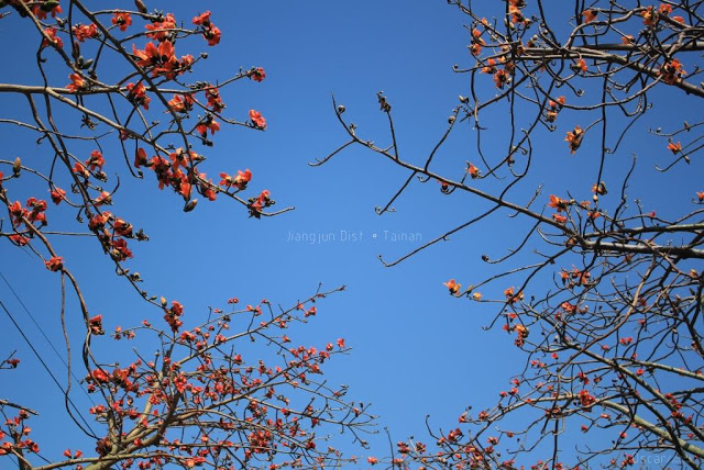 將軍木棉道巡禮-9