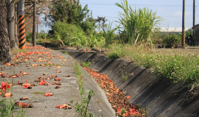 將軍木棉道巡禮-28