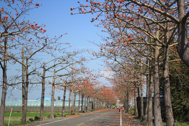 將軍木棉道巡禮-3