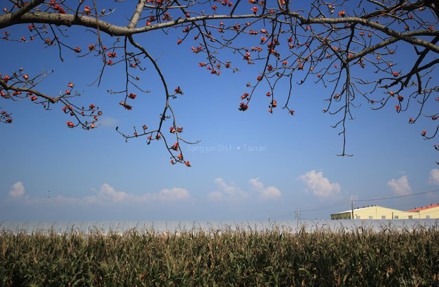 將軍木棉道巡禮-18