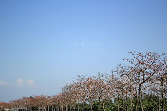 將軍木棉道巡禮-12