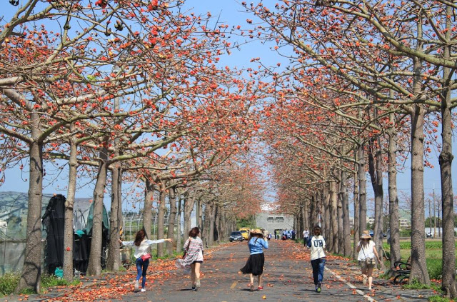 將軍木棉道巡禮-5