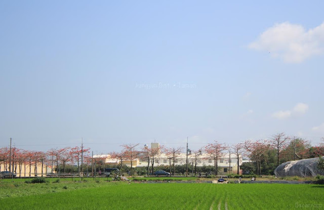 將軍木棉道巡禮