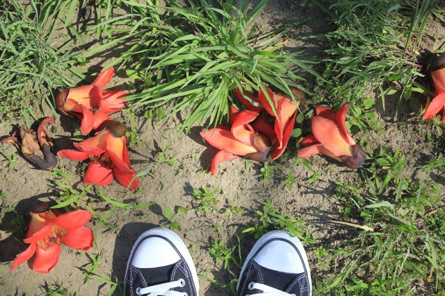 將軍木棉道巡禮-19