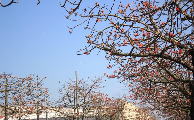 將軍木棉道巡禮-23