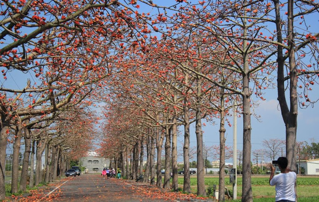 將軍木棉道巡禮-6