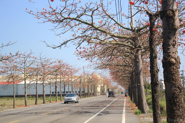 將軍木棉道巡禮-22