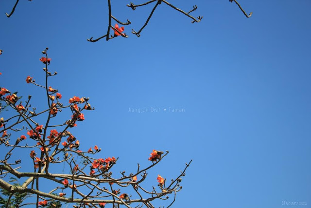 將軍木棉道巡禮-8