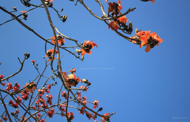 將軍木棉道巡禮-16