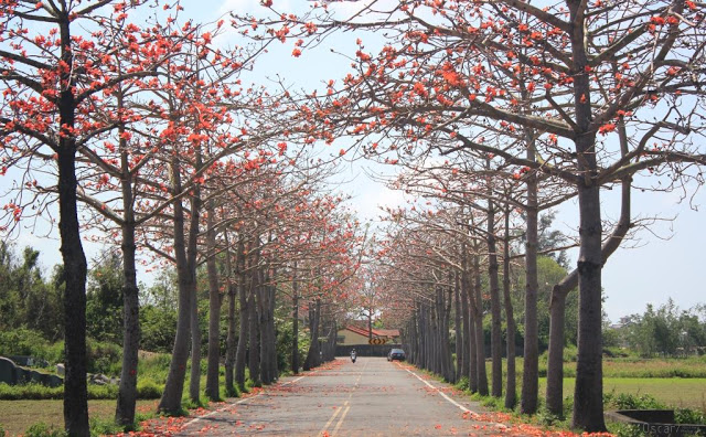 將軍木棉道巡禮-2