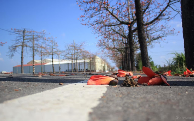 將軍木棉道巡禮-29