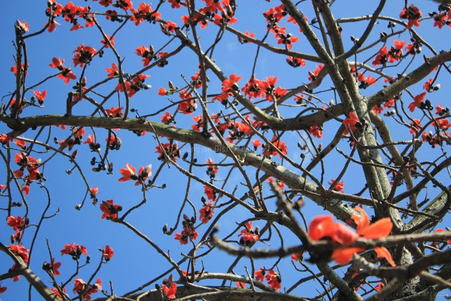 將軍木棉道巡禮-24