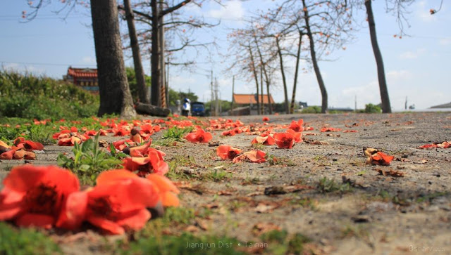 將軍木棉道巡禮-20