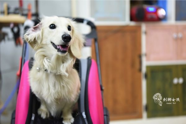 幸福優木寵物床 44.jpg