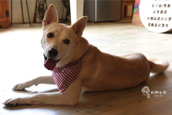 幸福優木寵物床 40.jpg