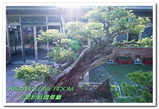 五葉松庭院餐廳：北大特區美食．下飯卻不死鹹，令人乖乖掃盤的美味中式合菜──五葉松庭園餐廳