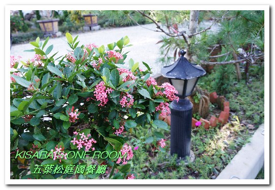 五葉松庭院餐廳：北大特區美食．下飯卻不死鹹，令人乖乖掃盤的美味中式合菜──五葉松庭園餐廳