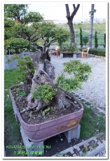 五葉松庭院餐廳：北大特區美食．下飯卻不死鹹，令人乖乖掃盤的美味中式合菜──五葉松庭園餐廳