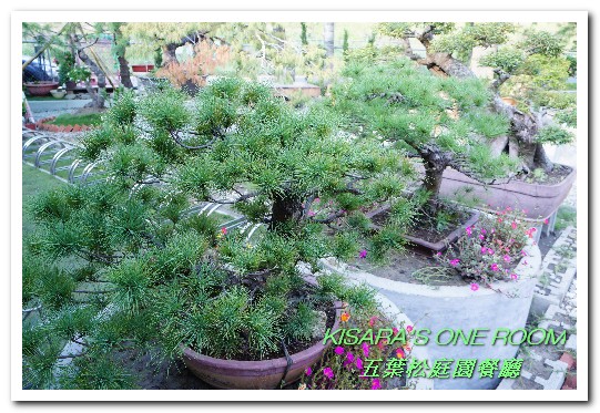 五葉松庭院餐廳：北大特區美食．下飯卻不死鹹，令人乖乖掃盤的美味中式合菜──五葉松庭園餐廳