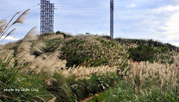 三角埔頂山-18.JPG - 2016秋之豔