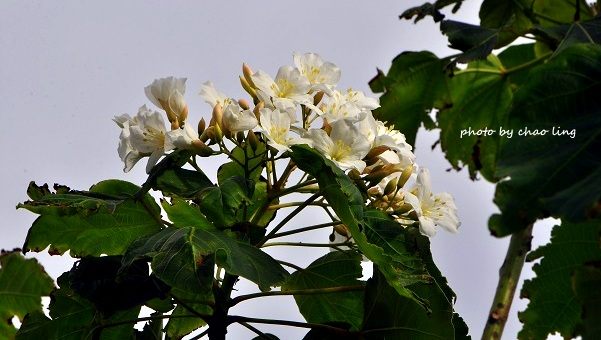 三角埔頂山-13.JPG - 2016秋之豔