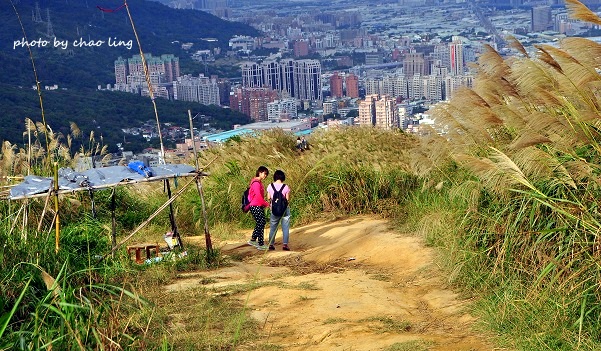 三角埔頂山-25.JPG - 2016秋之豔