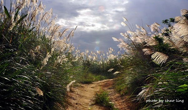 三角埔頂山-14.JPG - 2016秋之豔