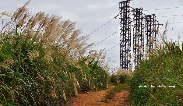三角埔頂山-20.JPG - 2016秋之豔