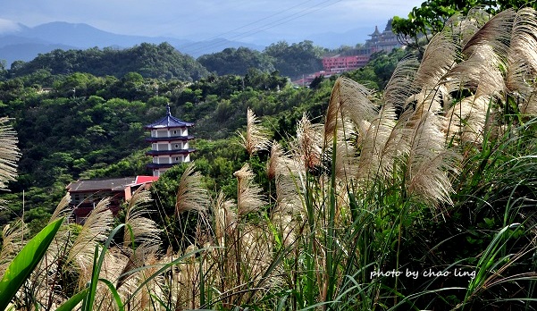 三角埔頂山-28.JPG - 2016秋之豔