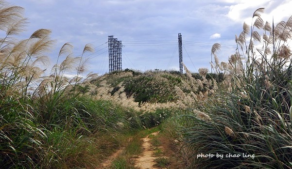三角埔頂山-17.JPG - 2016秋之豔