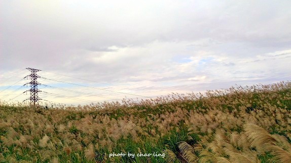 三角埔頂山-47.jpg - 2016秋之豔