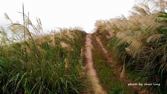 三角埔頂山-41.jpg - 2016秋之豔
