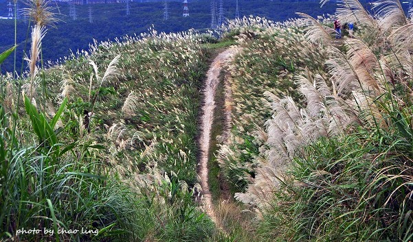 三角埔頂山-36.JPG - 2016秋之豔