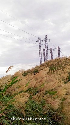 三角埔頂山-43.jpg - 2016秋之豔