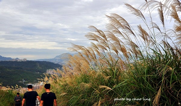 三角埔頂山-50.JPG - 2016秋之豔