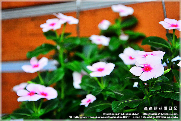 信宗大飯店：【高雄】三民區。臺灣精緻商旅(Ahotel.tw) 高雄信宗大飯店