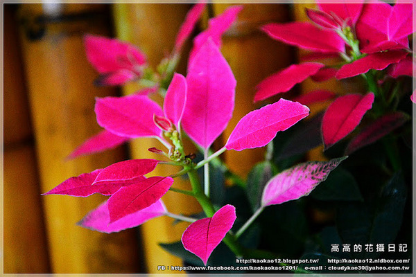 信宗大飯店：【高雄】三民區。臺灣精緻商旅(Ahotel.tw) 高雄信宗大飯店