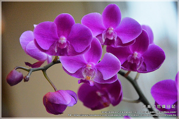 信宗大飯店：【高雄】三民區。臺灣精緻商旅(Ahotel.tw) 高雄信宗大飯店