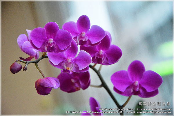 信宗大飯店：【高雄】三民區。臺灣精緻商旅(Ahotel.tw) 高雄信宗大飯店