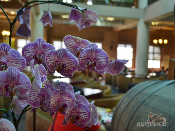 金車伯朗城堡咖啡館16-城堡1館-1樓用餐環境-栽植了不少蘭花