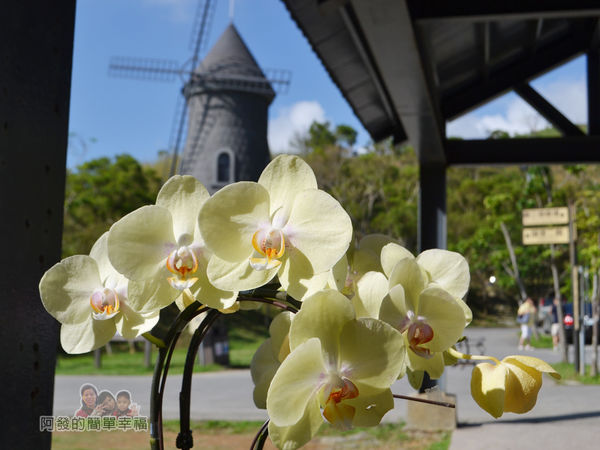 金車伯朗城堡咖啡館12-城堡1館門口前的蘭花