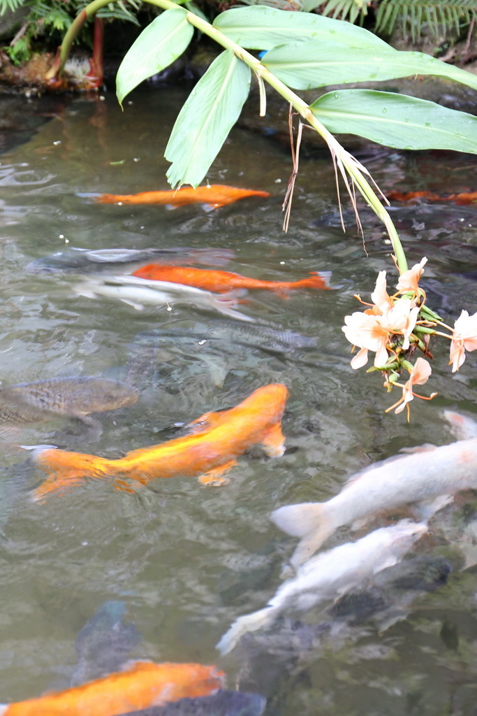 苗栗縣南庄鄉南江休閒農業區發展協會，南庄必玩，南庄必吃、