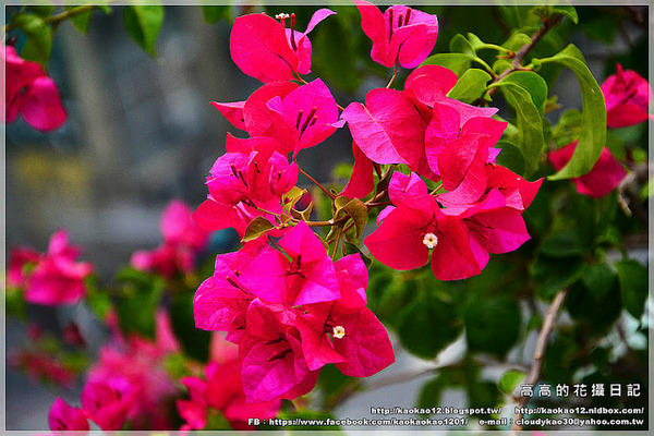 首都大飯店 松山館：【臺北】松山區。首都大飯店 松山館 住宿