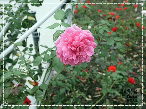 1108-雅聞七里香玫瑰森林 (10)