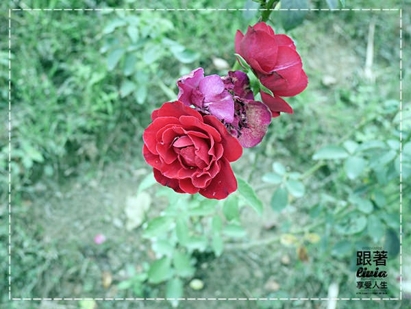 1108-雅聞七里香玫瑰森林 (4)