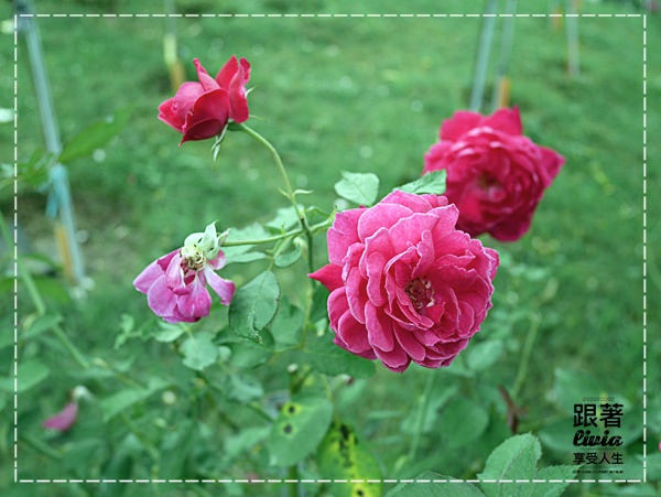 1108-雅聞七里香玫瑰森林 (5)