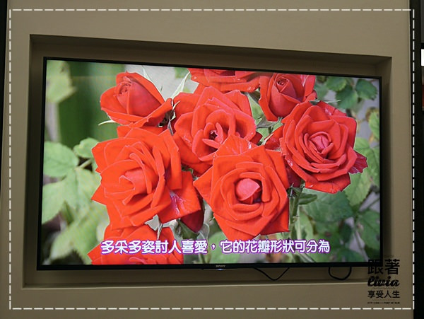 1108-雅聞七里香玫瑰森林 (17)