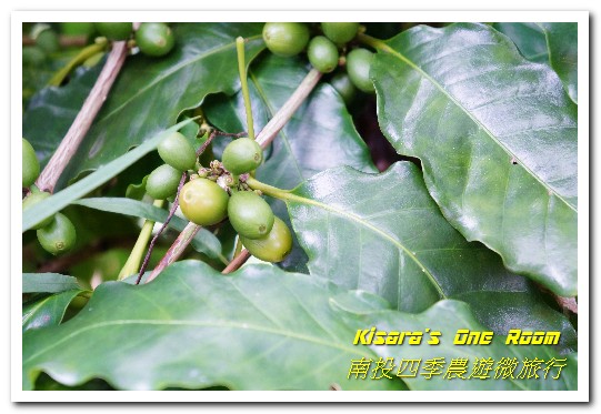 國姓鄉福龜村:繞著南投跑.四季農遊微旅行.之一/國姓咖啡與冷泉米、糯米橋、茄苳神木