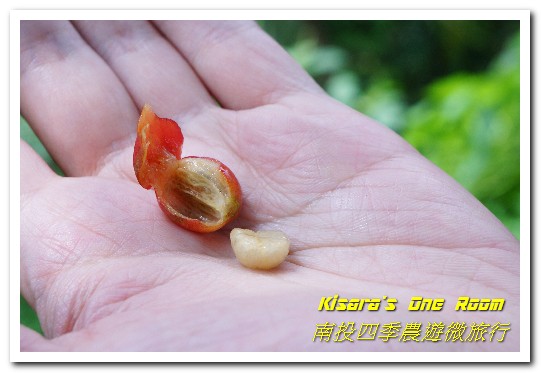 國姓鄉福龜村:繞著南投跑.四季農遊微旅行.之一/國姓咖啡與冷泉米、糯米橋、茄苳神木